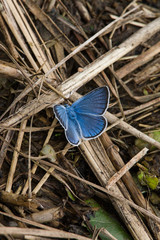 A beautiful blue butterfly on a grass