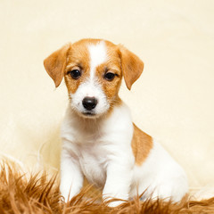 Jack Russell Terrier puppy