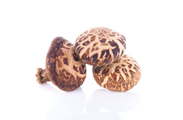 shiitake on white background