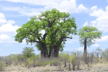 Crédence de cuisine en verre imprimé Baobab baobab