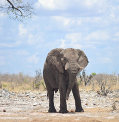 Fototapeta na wymiar elephant in Africa