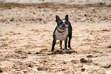dog breed Boston Terrier at the beach