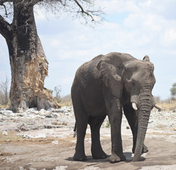 Fototapeta premium elephant in Africa