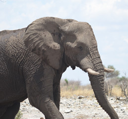 Fototapeta na wymiar elephant in Africa
