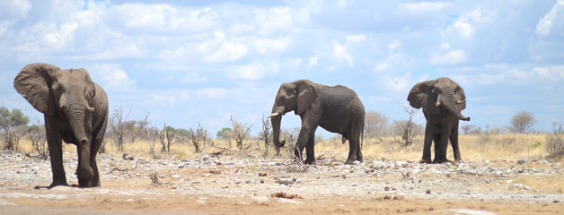elephants in Africa