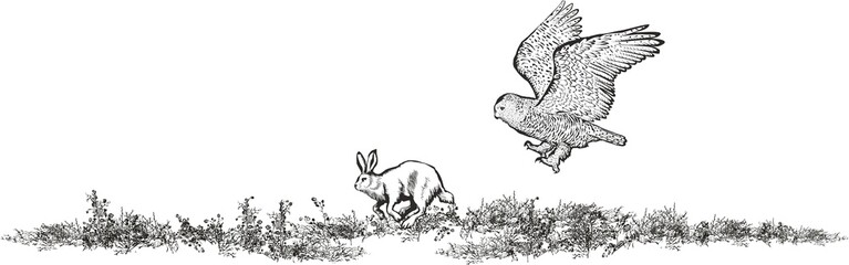 Snowy owl hunts hare