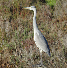 Grey Heron (Ardea cinerea)