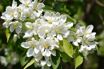 Fototapeta premium Apple tree blossoms. Branch of apple tree with many white flowers.