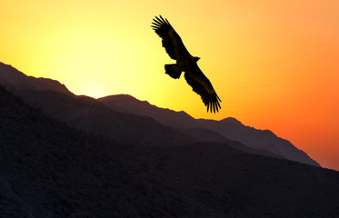 Steppe Eagle (Aquila nipalensis) flying along mountain ridge
