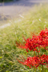 彼岸花
