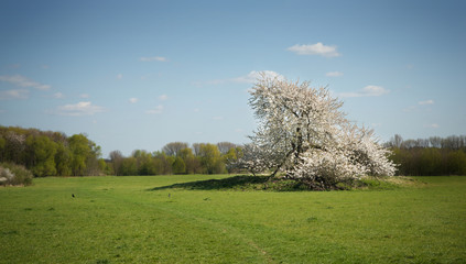 Fototapeta na wymiar Cherry tree on meadow