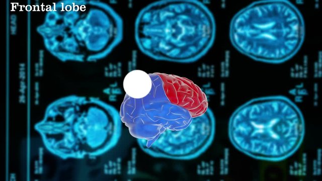 human brain The structure of the