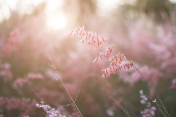 Silhouette of grass flower with sunset background, Color clouded style.