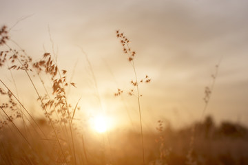 Silhouette of grass flower on sunset background.