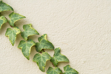 Variegated ivy, Hedera canariensis on concrete wall background