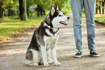 Portrait black and white Husky dog with a smile and his tongue hanging out