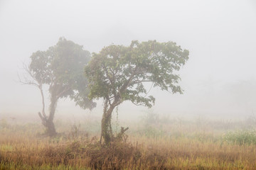 trees in field and the mist