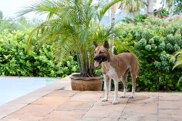 Thailändischer Straßenhund