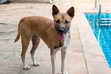 Thailändischer Straßenhund