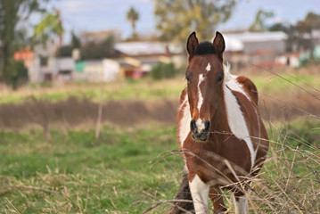 Horses free on a field in Argentina