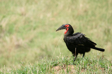 Tarangire National Park, Tanzania, Africa
