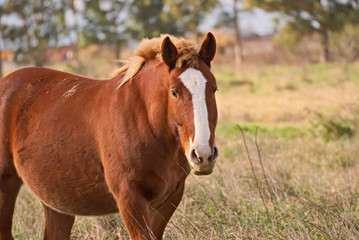 Naklejka na ściany i meble Horses free on a field in Argentina
