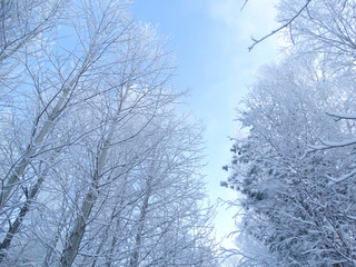 winter landscape forest in snow frost
