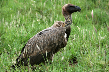 Serengeti Safari, Tanzania, Africa