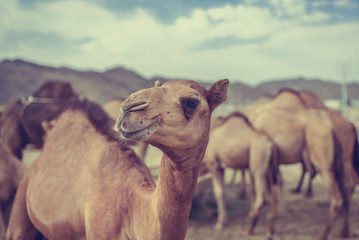 Camels in sahara desert 