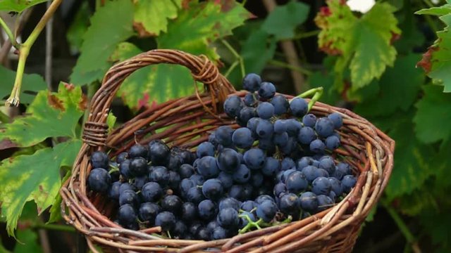 Bunch of grapes falling in the basket