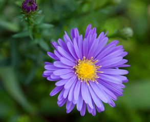 aster flowers