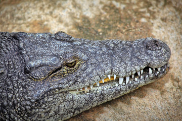 Crocodiles In A Crocodiles Farm