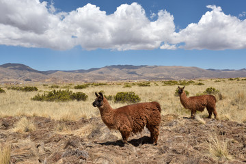 Lamas in Andes Mountains, Peru