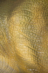 wallpaper Close-up on the skin of a dinosaur or a rhinoceros