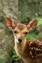 Baby Deer, Japan