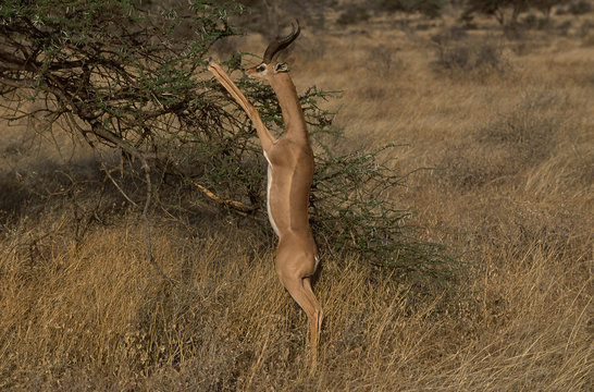 Gerenuk antelope feeding on thorn tree, Africa