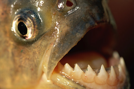 Piranha mouth and head close up, Pantanal, Brazil