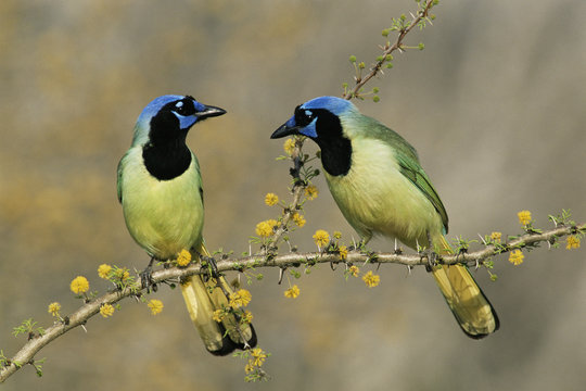 Pair of green jays interacting, Texas, USA