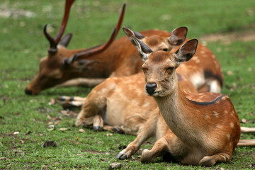 Naklejka na ściany i meble Group of Deer, Japan