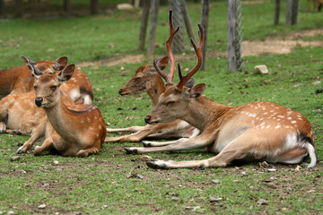 Group of Deer, Japan