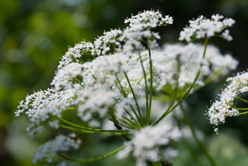 White flowers on a green background