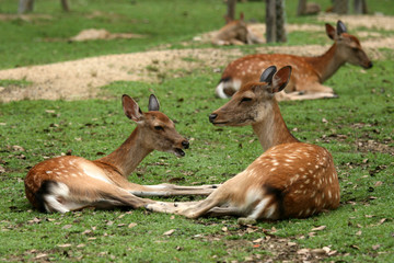 Naklejka na ściany i meble Group of Deer, Japan