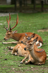 Group of Deer, Japan
