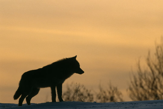 Grey wolf profile image, silhouetted against the sky, Russia