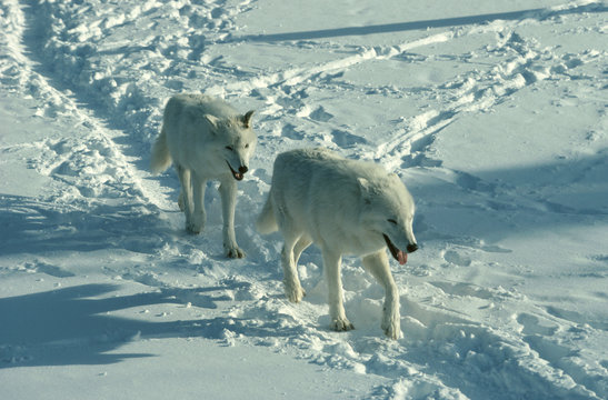 Grey wolves walking in tracks in snow