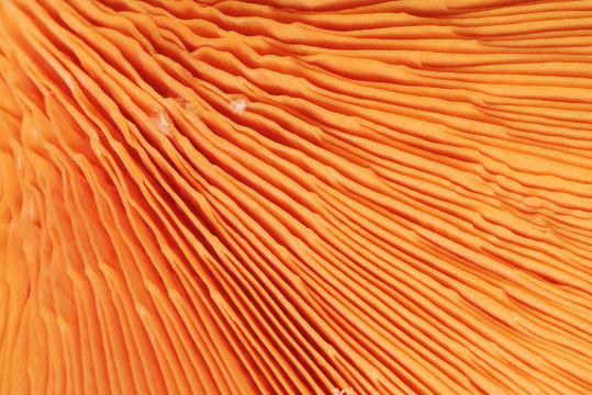 Close up of gills of chanterelle mushroom, Autumn