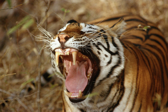 Bengal tiger yawning / jaws open showing teeth, Asia