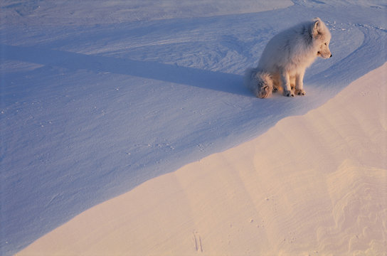 Arctic fox sitting in snow, Canada