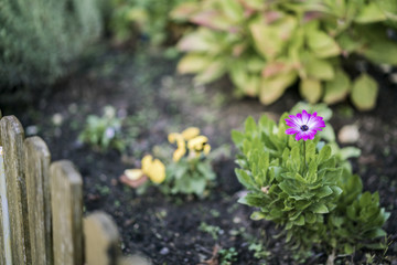 Single colorful purple flower growing on a small shrub in a flowerbed in a garden viewed over a rustic wooden picket fence