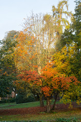 London park in autumn